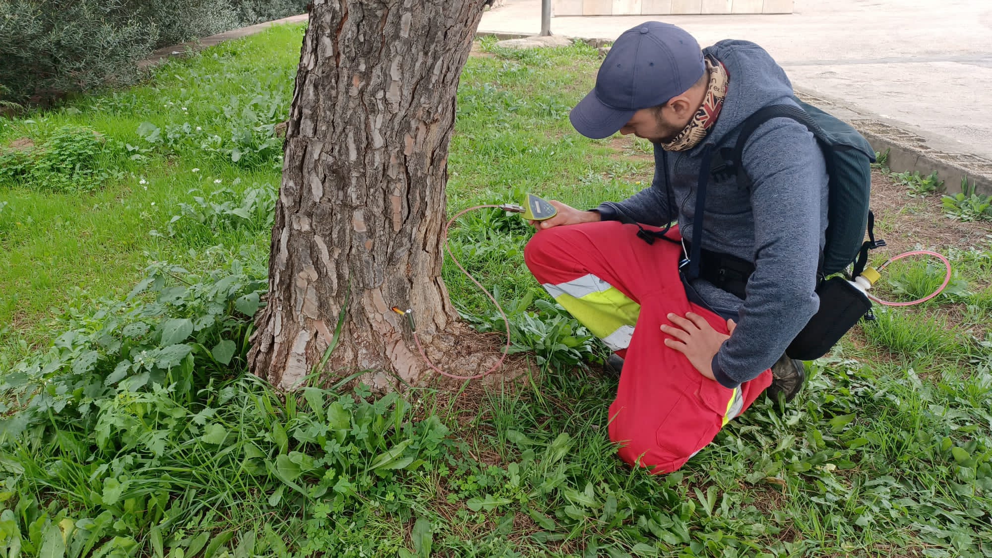 tractament d’endoteràpia per a combatre la processionària