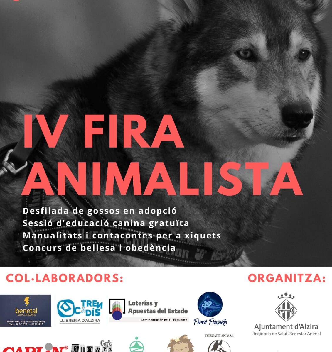 𝐈𝐕 𝐅𝐈𝐑𝐀 𝐀𝐍𝐈𝐌𝐀𝐋𝐈𝐒𝐓𝐀